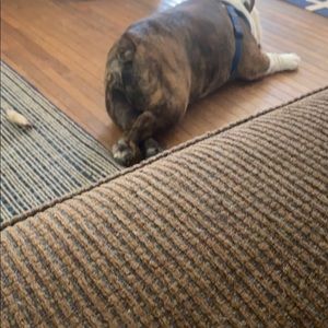 Meet your Posher, Gracie